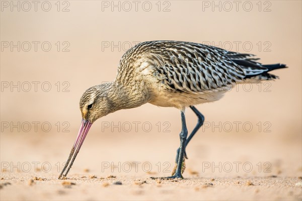 Bar-tailed Godwit