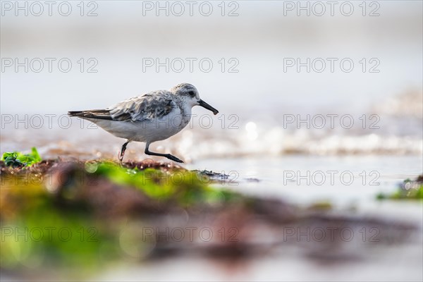 Sanderling