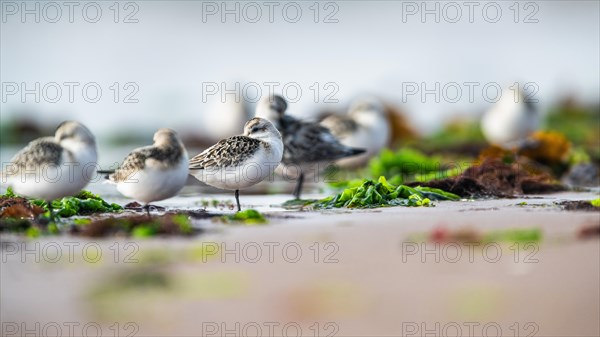 Sanderling