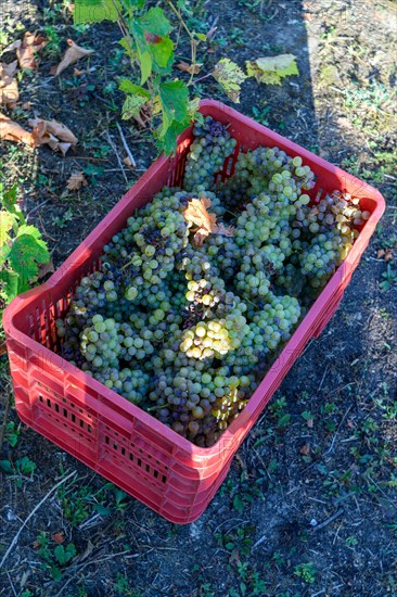 A red box of harvested organic sauvignon green grape for white wine making