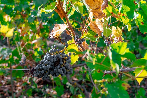 Organic black purple blue grapes riped ready to be harvested in summertime in Martani