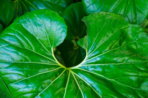 Leopard plant Farfugium japonicum Giganteum leaves top view close up texture