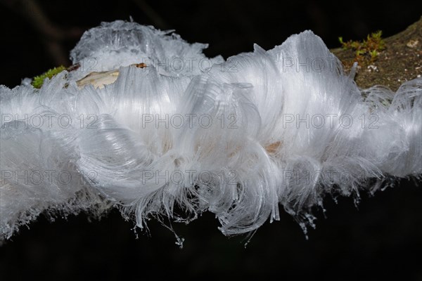 Hair ice fruiting bodies white wavy ice needles on tree trunk