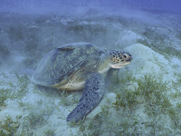 Green turtle