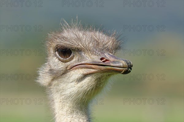 Common ostrich