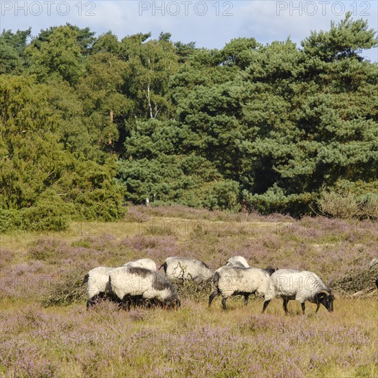 Heidschnucken in the blooming Westrup Heath