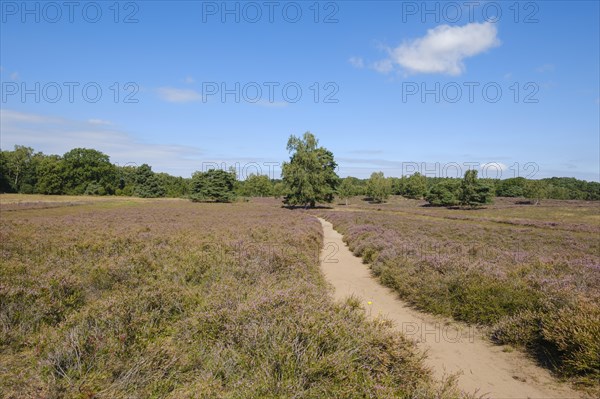 Path through the flowering heathland