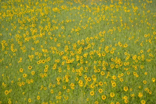 Sunflower field