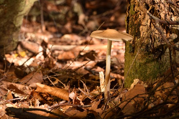 Wild mushroom in the autumnal mixed forest of the Hunsrueck in the morning sun