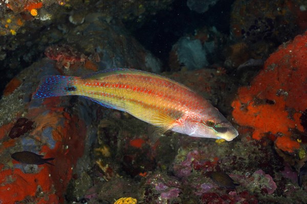 Axillary wrasse