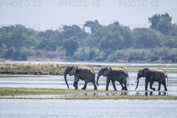 Elephants