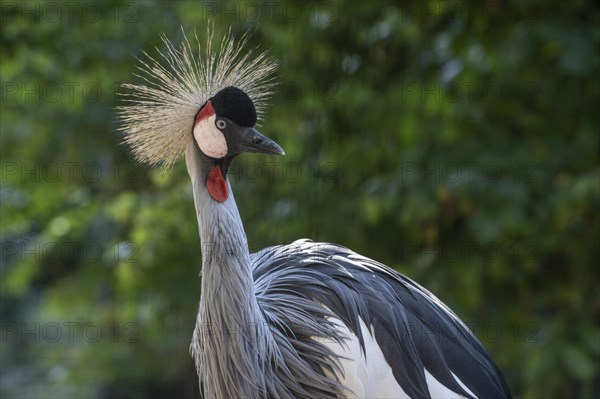 Black crowned crane