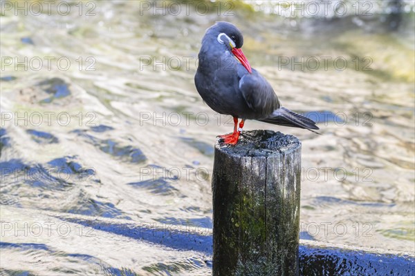 Inca tern