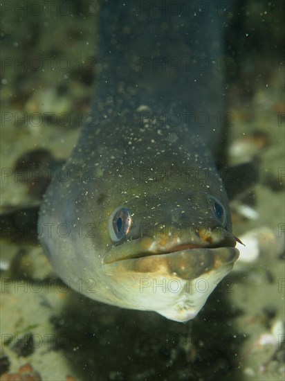 Portrait of European eel