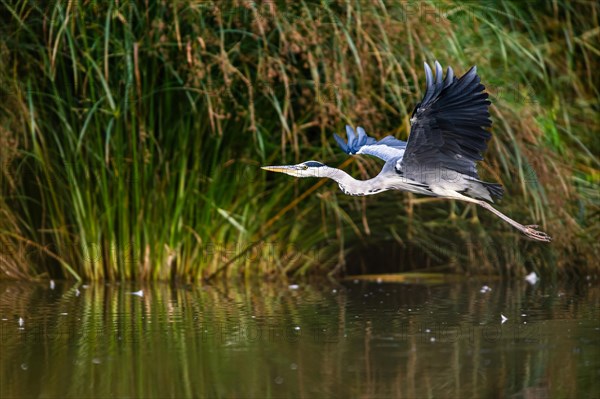 Grey Heron