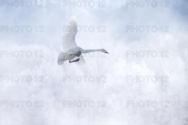 Whooper Swan