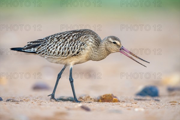 Bar-tailed Godwit