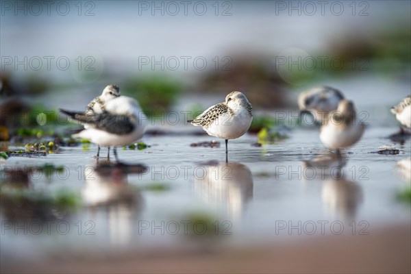 Sanderling