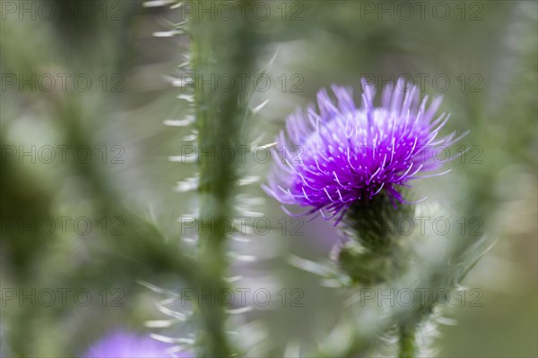 Flowering thistle