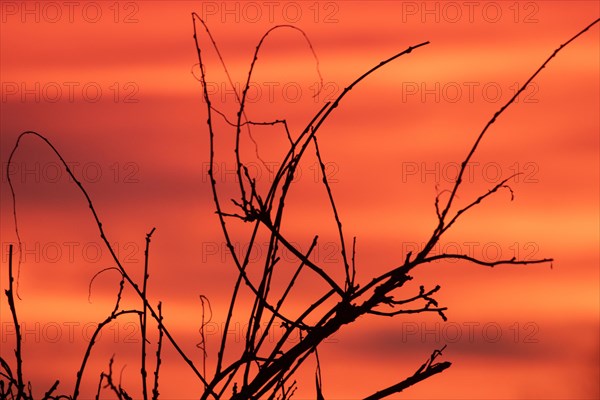 Evening red twigs in front of reddish cloud structures