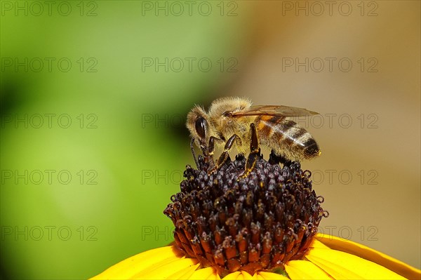 European honey bee