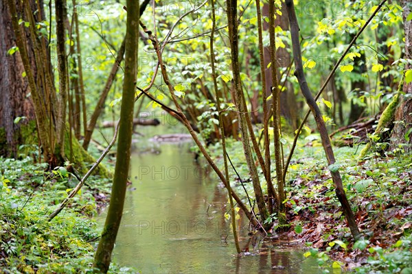 Stream in the forest