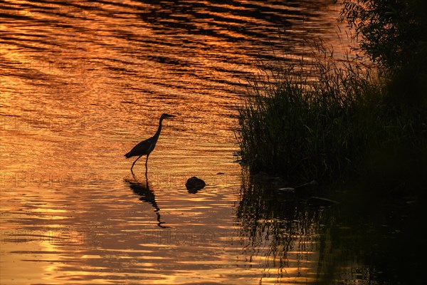 Silhouette of a Grey Heron