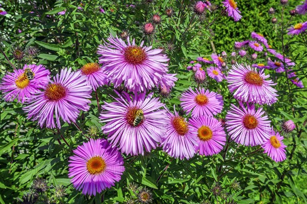 New england asters