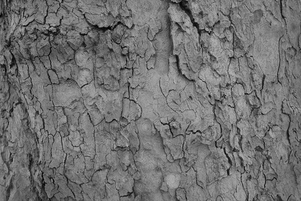 Tree bark as background