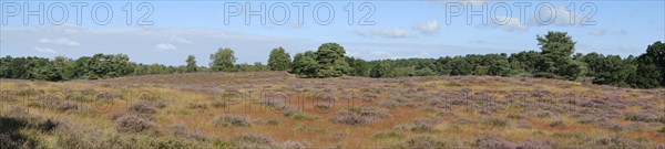 Blooming heathland