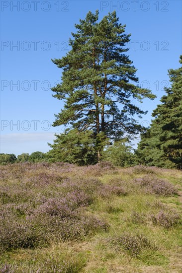 Blooming heathland