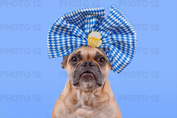 Oktoberfest French Bulldog dog wearing large blue and white ribbon with beer mug on head in front of blue background