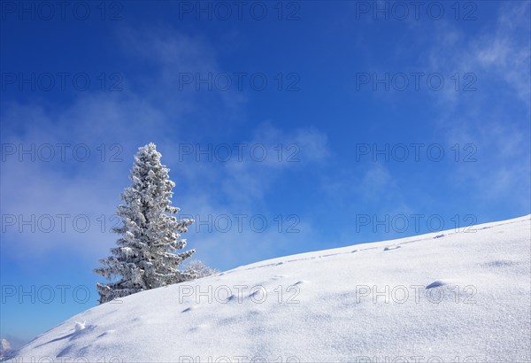 Winter landscape at the Zwoelferhorn with deep snow-covered conifer