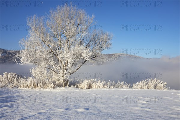 Snowy winter landscape at the Irrsee in the morning mist