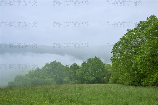 Meadow