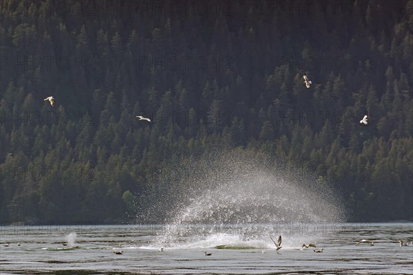 Humpback whale slaps the water with its fluke to stun fish