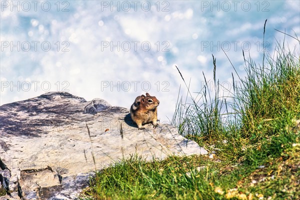 Golden mantled ground squirrel