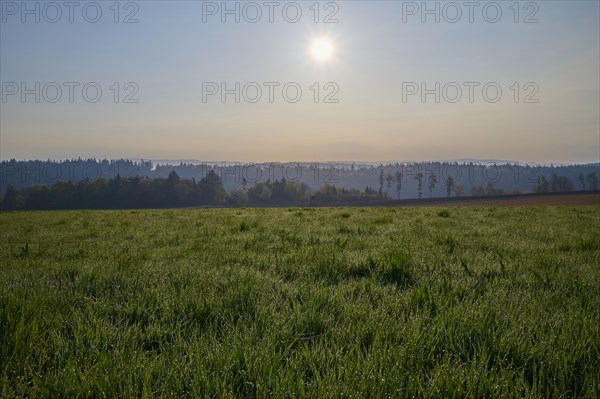 Meadow