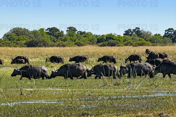 African buffalo