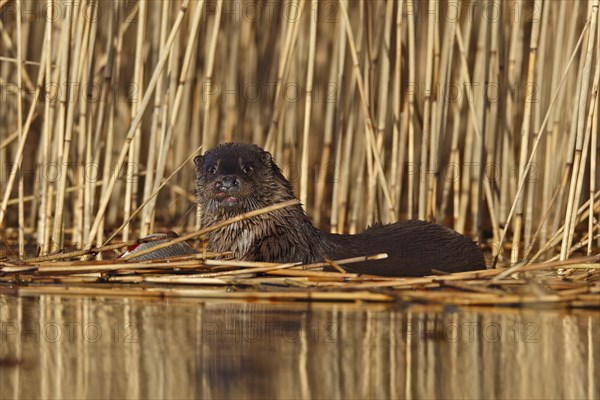 European otter