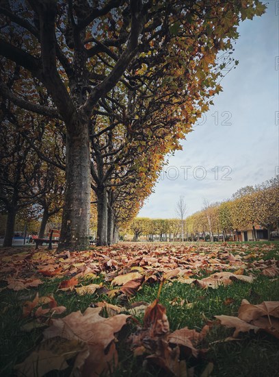 Beautiful day in the autumn park with golden leaves fallen from sycamore trees. Fall season scene