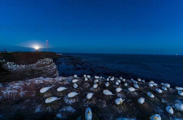 Northern gannet