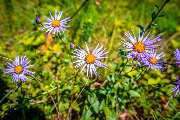 Flowers of a european michaelmas daisy