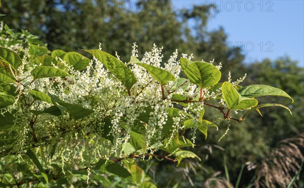 Flowering Japanese Knotweed