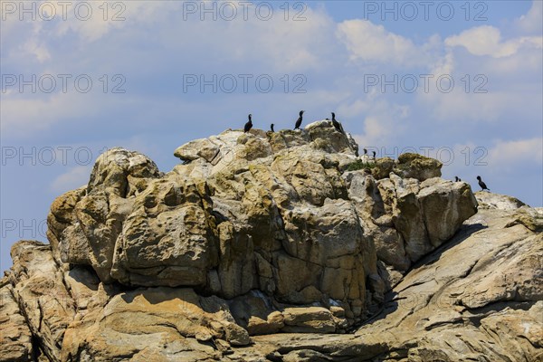 Great cormorant