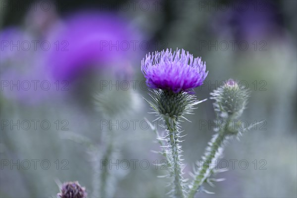 Flowering thistle