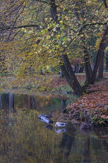 Park of Matzen Castle in autumn