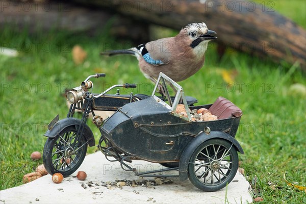 Eurasian Jay on motorbike with food standing on stone slab in green grass seen from front right