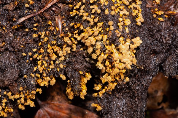 Yellow false hairy mushroom many fruiting bodies with fuzzy yellowish heads next to each other on tree trunk