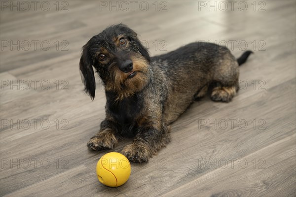 Rough-haired dachshund